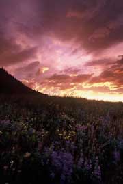 Waterton Park